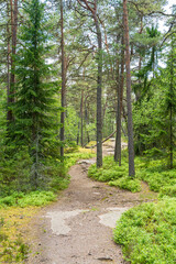 Walking trail in summer forest, Porkkalanniemi, Kirkkonummi, Finland