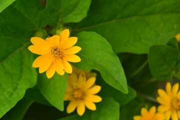 Yellow flowers and green leaves in the home garden