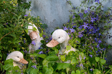 3 Enten im Beet zwischen bunten Blumen