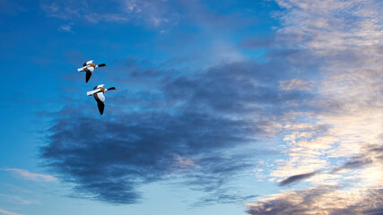Shelducks flying together across a beautiful sky