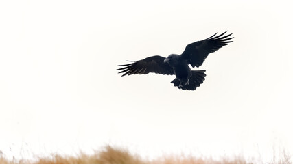 Naklejka premium Raven in flight with wings outstreched flying over the crest of a grassy cliff top against a pale white sky