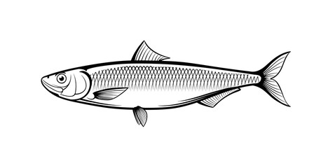 herring fish vector outline illustartion