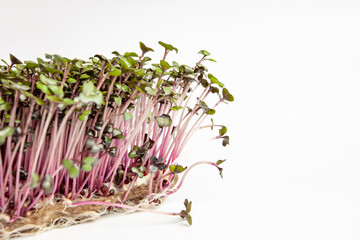Obraz premium Growing red cabbage micro green, close-up, copy paste.