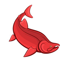 red salmon fish vector illustration