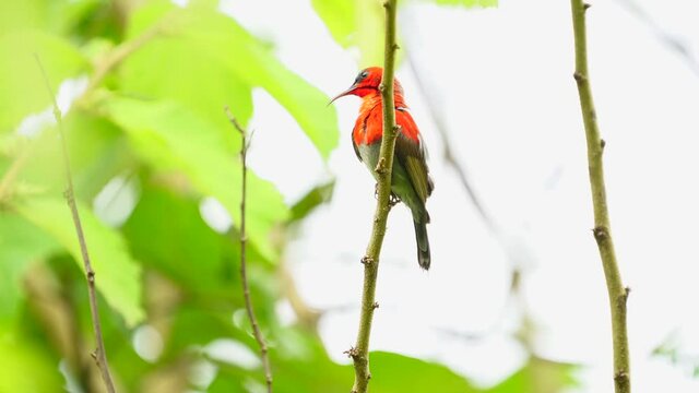 Small bird : Crimson Sunbird in forest.