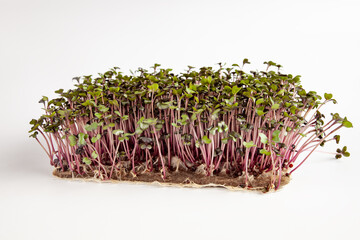 Microgreen on a white background. Healthy food concept