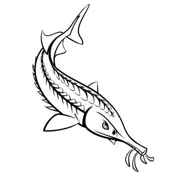 recommend clip art: sturgeon fish outline vector illustration
