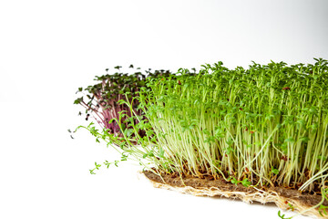 Alfalfa and red cabbage microgreen, close-up, on a white background, copy space.