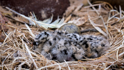 Two newly hatched common gull chicks and an unhatched egg in a nest