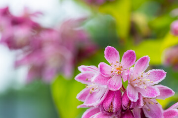 Fototapeta premium deutzia scabra in a bed in the summer sunshine
