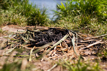 dry grass on dry ground in forest