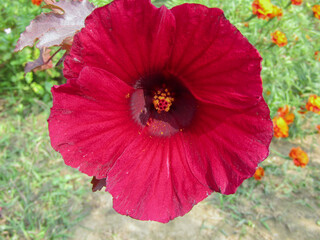 CLOSE UP OF A RED WIDE FLOWER AT MY GARDEN ON A SUNNY DAY