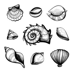 seashell vector sketch set isolated