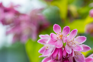 deutzia scabra in a bed in  the summer sunshine