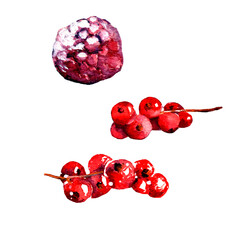 illustration on a white background: red raspberry berry