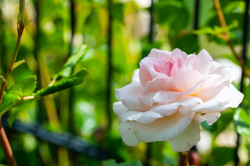 white glowing roses (rosales)  in bright sunshine