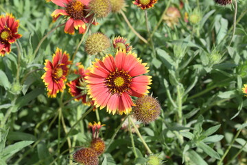 red and yellow flowers
