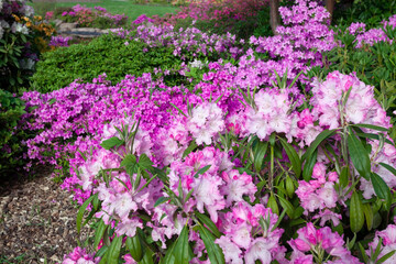 Many blooming rodendron bushes in the garden.