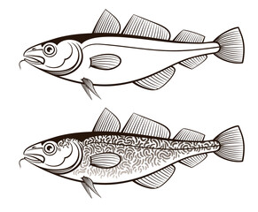 cod fish color engraving vector illustration