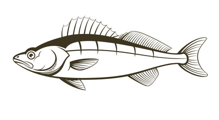 walleye fish outline engraving vector illustration