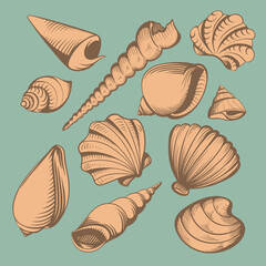 seashells set vintage color vector illustration