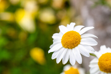 leucanthemum heterophyllum in a bed in the summer  sunshine