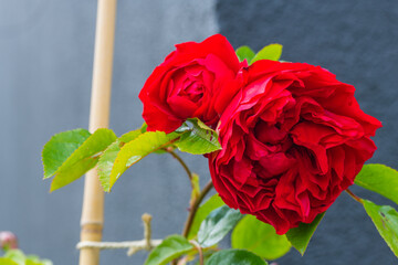 red glowing roses (rosales)  in bright sunshine
