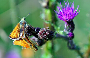 butterfly on thistle