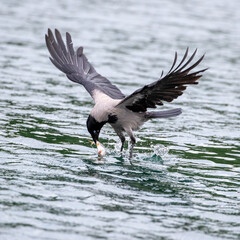 Eine Nebelkrähe fängt im Flug einen Fisch aus einem See