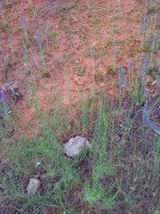 clay soil of red hue with green vegetation and wild flowers of different colors