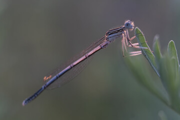 Dragonfly showing of eyes and wings detail.Macro shots, Beautiful nature scene dragonfly.