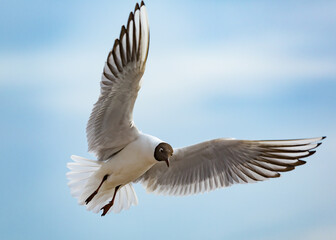 seagull flying in the sky