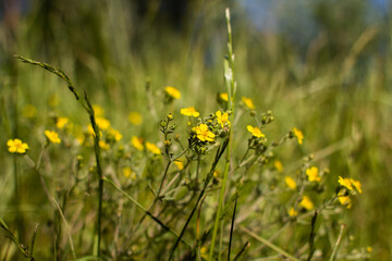 yellow buttercups grow in the grass