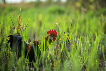 Chickens are looking for food in the fields