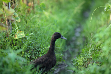 duck in the grass