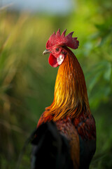 rooster in the farm