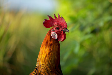 rooster on the farm