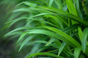 fragrant pandan leaves for natural food flavoring