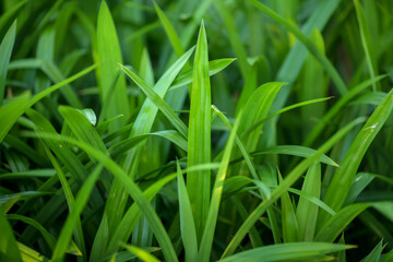 fragrant pandan leaves for natural food flavoring