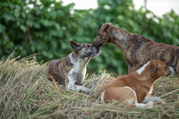 two dogs playing