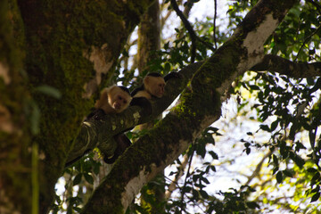 capuchin monkeys on top of a tree branch