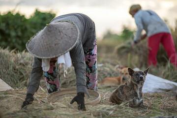 Farmers are collecting crops in the fields in a traditional way
