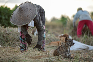 Farmers are collecting crops in the fields in a traditional way
