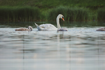 Swan lake