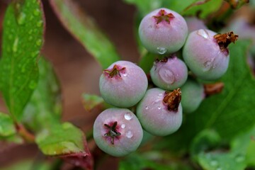 Almost ripe, organic, healthy blueberries - vaccinum corymbosum - growing on a branch in a bush in springtime