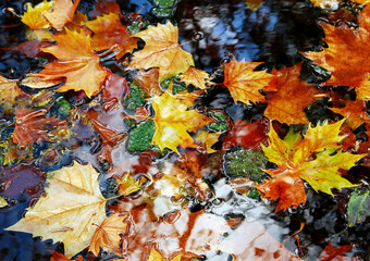 Bunch of leaves from different types of wood float on the surface of the water in the pond