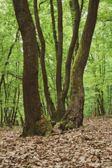 Natural framing trees