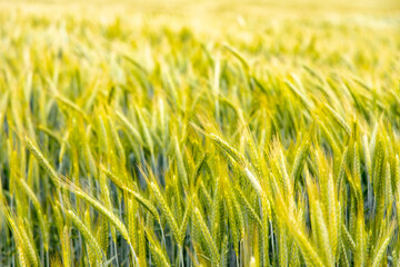 Getreidefeld in Deutschland, Weizen Ackerbau