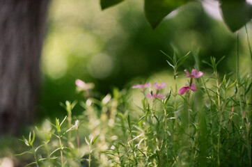 pink flowers on a green grass