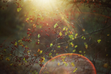 Obraz na płótnie Canvas Sun shining through bush filled with red berries on a nature background, lens flare.Forest Sunset.